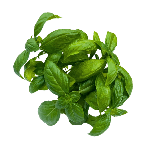 Genovese Basil Greenhood